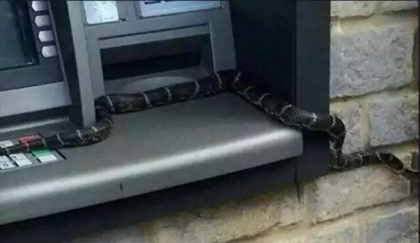 UNBELIEVABLE!! Snake Withdraws Cash At Barclays Bank ATM [See Photos]